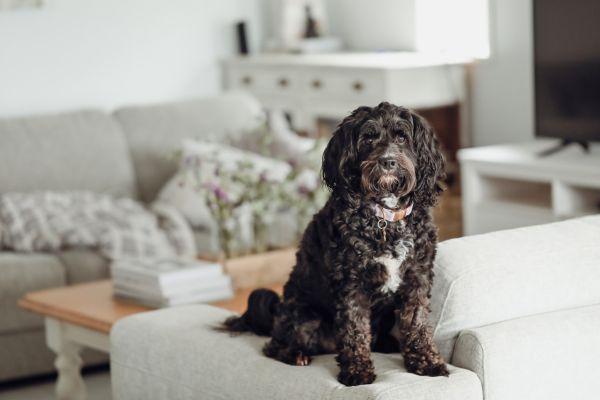 ソファーに座る犬

自動的に生成された説明