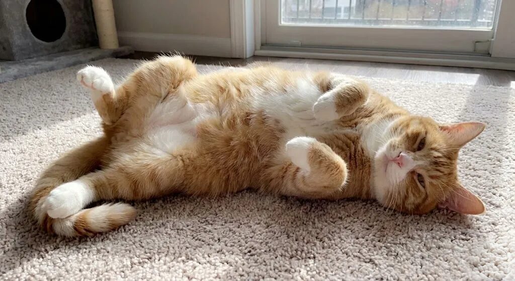 幸せそうにお腹を見せている猫