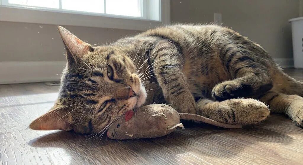 またたびでぐったりしている猫