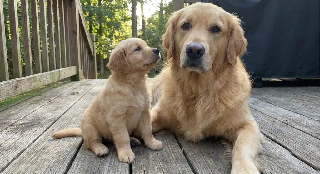 同じ犬種の子犬と成犬が並んで座り、犬の成長スピードの速さを比較している様子