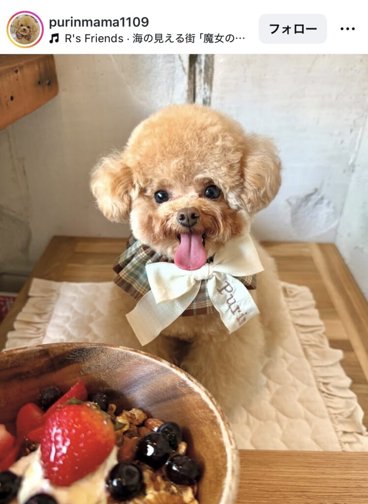 東京カフェのpurinmama1109さんの犬写真