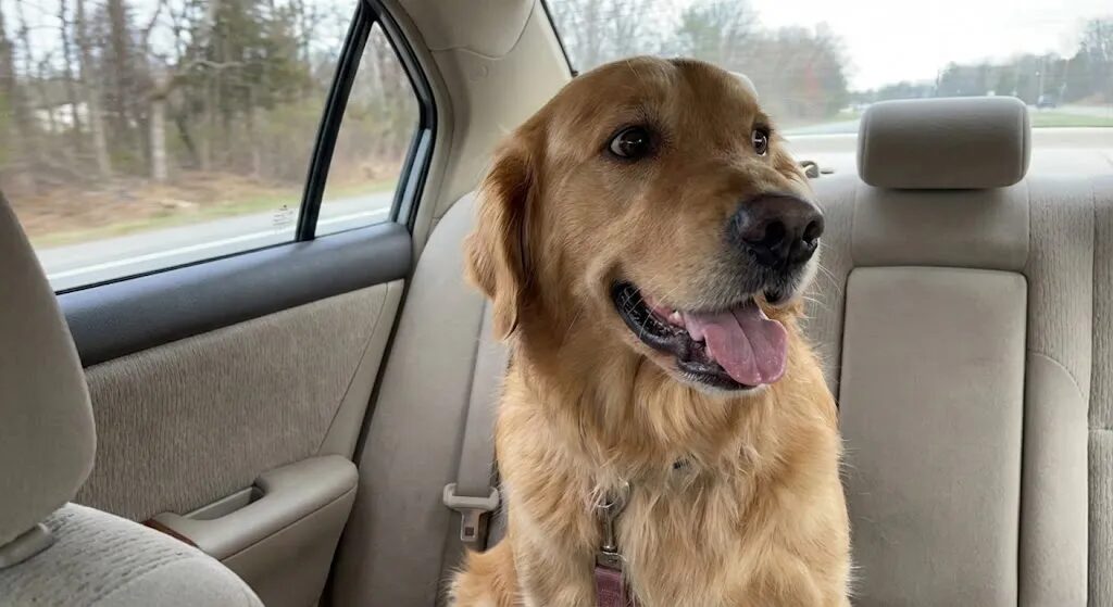 車の助手席で不安そうに外を見つめる犬、車移動のストレスサイン