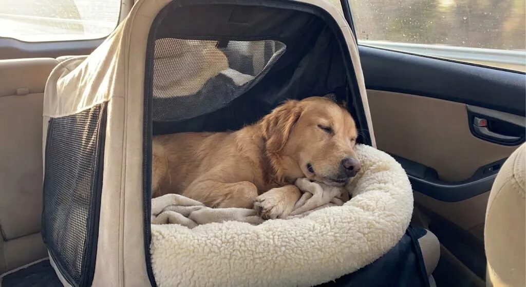 ドライブ中のクレート内でリラックスして眠る犬