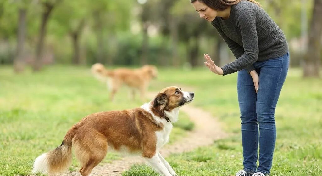 飼い主とコマンドの練習をする犬