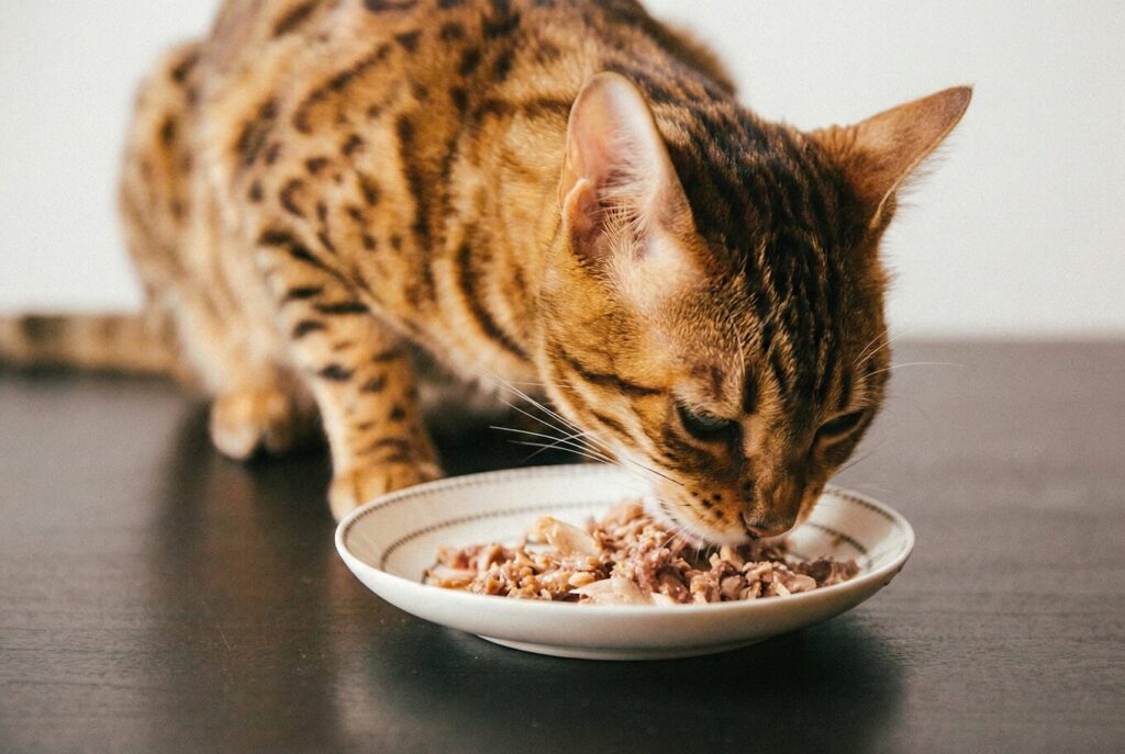 ウェットフードを食べているベンガル猫