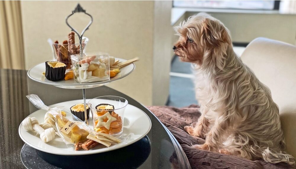 アフタヌーンティーを見つめている犬の写真