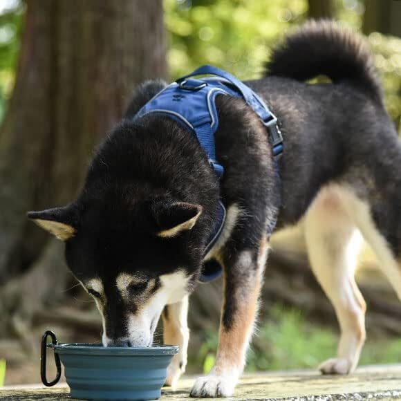 犬との旅行に便利な折りたたみシリコンボウル