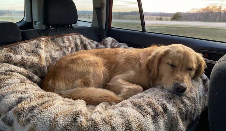 犬との旅行で安心感を与える愛用ブランケットのイメージ写真