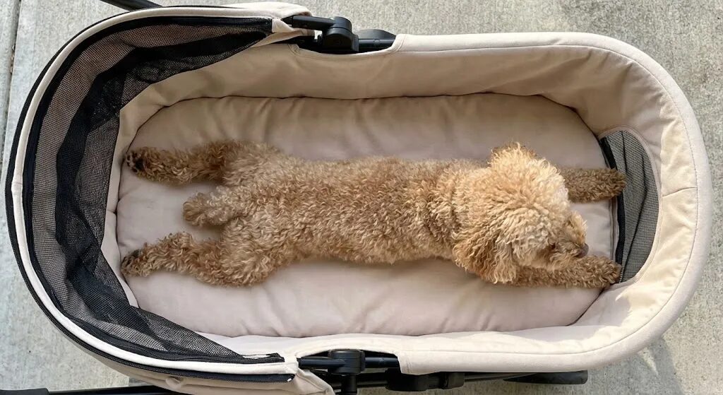 ペットカートの中で愛犬が足を伸ばして伏せができている広々とした居住スペース