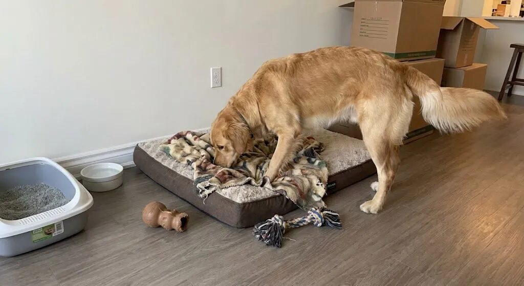 新居のリビングの一角に設置されたペットスペース。使い古された毛布が敷かれたベッドと、いつものおもちゃ、トイレが置かれている。