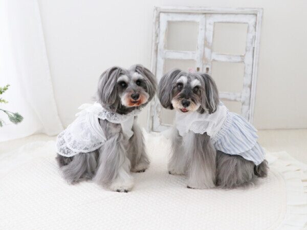 犬が記念撮影している