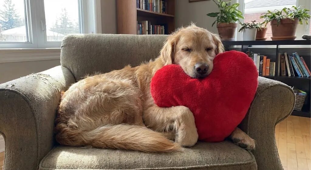 ハートのぬいぐるみを抱える犬