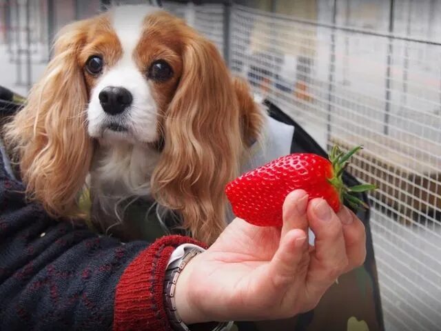いちごとキャバリアが写っている写真