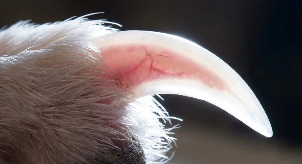 犬の爪の血管（クイック）の位置と、安全に切るための角度を示した図解写真