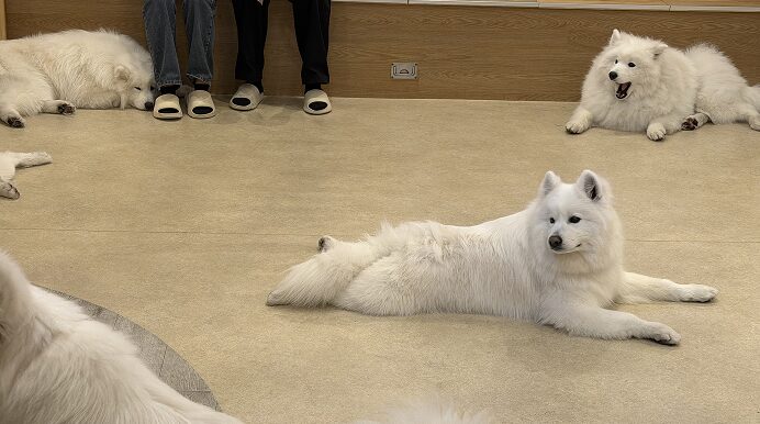 店内でくつろいているサモエドたち