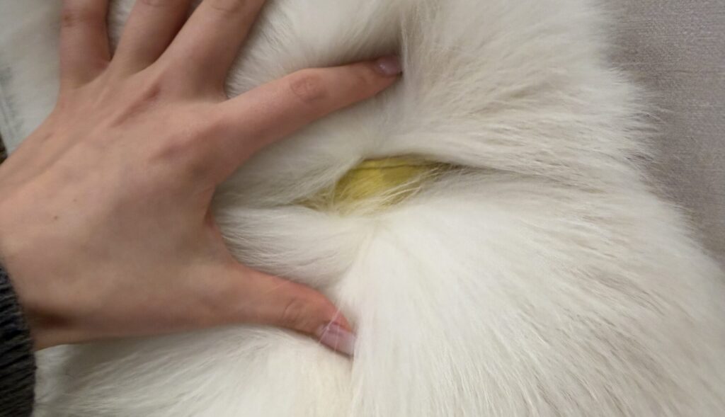 サモエドの首輪の色