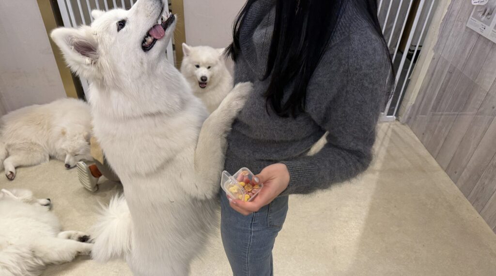 うっちーの服を掴んで、立ち上がるサモエド