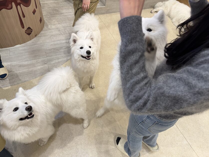 はらぺこボックスのおやつを狙い、飛びかかってくるサモエド