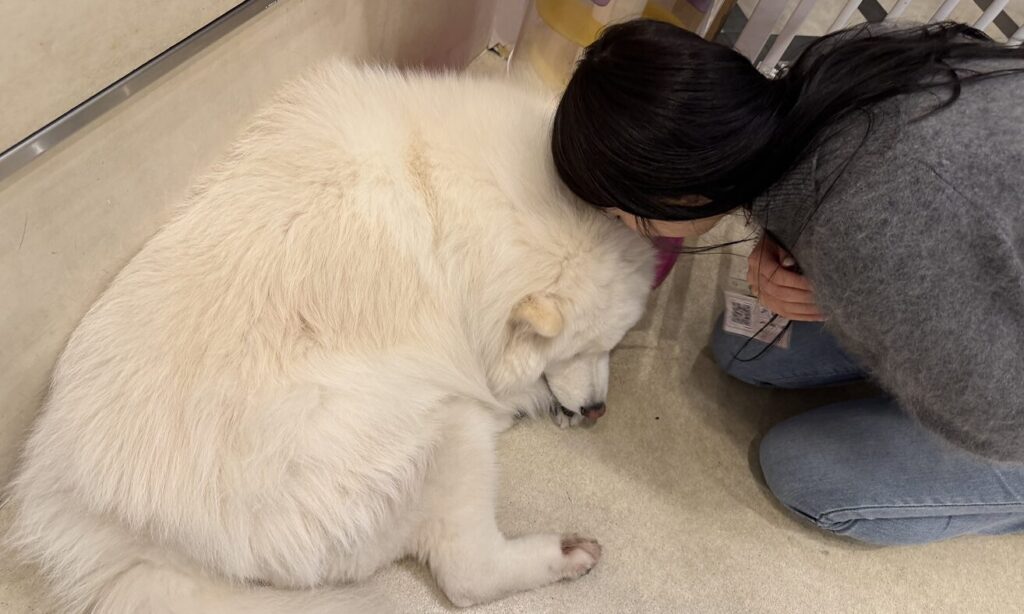 サモエドの匂いを嗅ぐうっちー