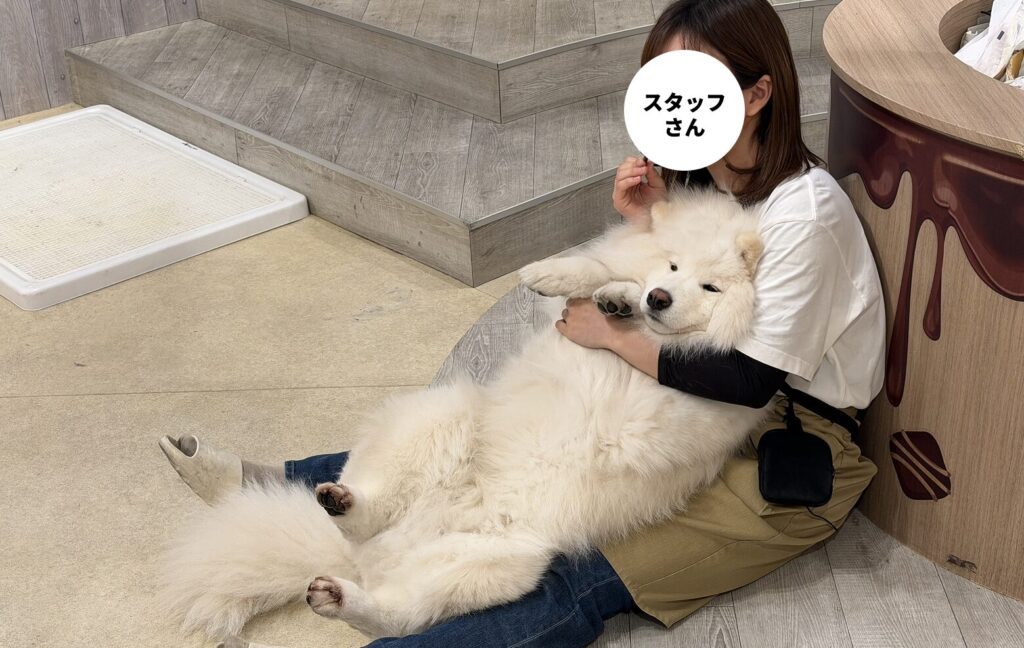 抱っこオプションの説明をするスタッフさん