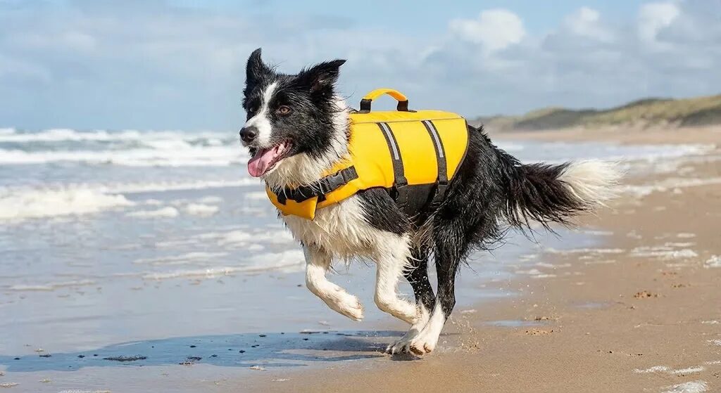 砂浜を走る犬