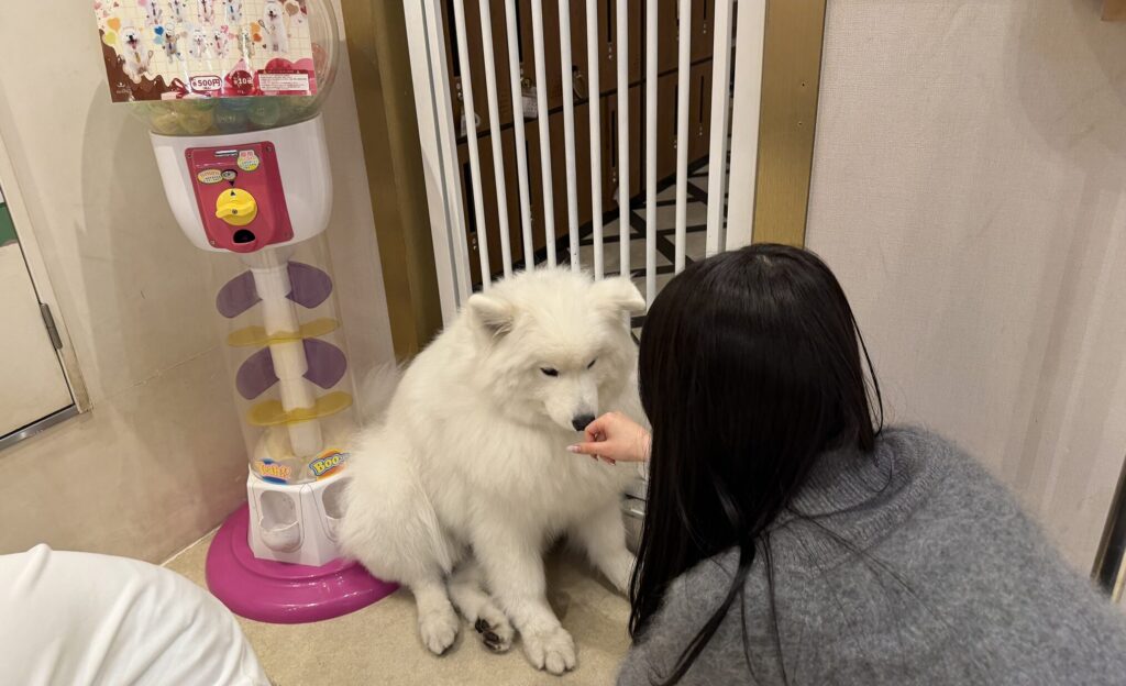 匂いを嗅いでもらってサモエドに挨拶するうっちー