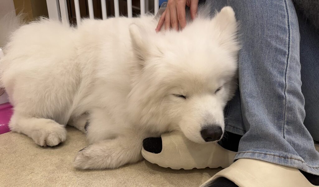 うっちーの足元で寝てしまったサモエド