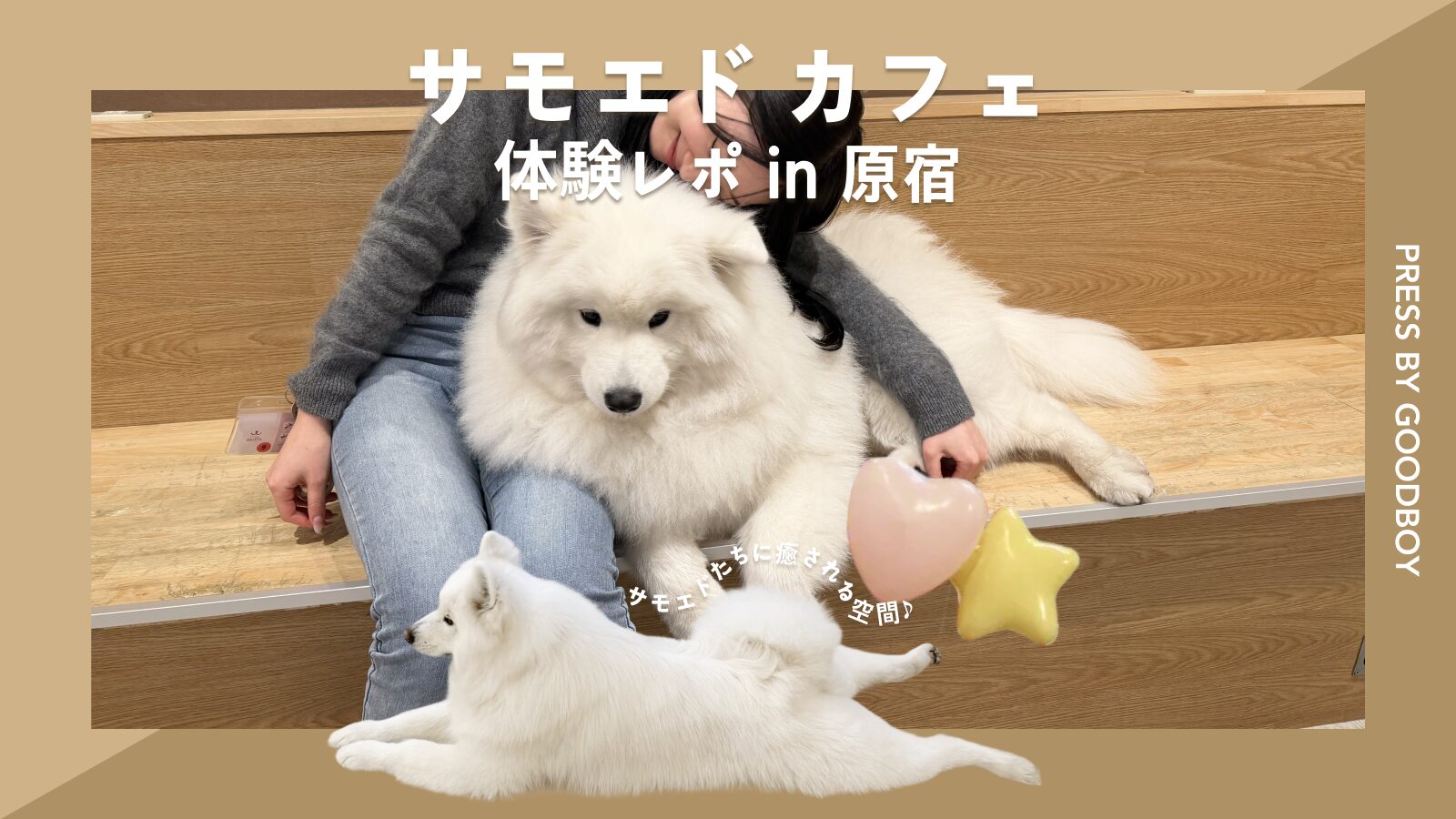 サモエドと一緒に座っているうっちーの写真