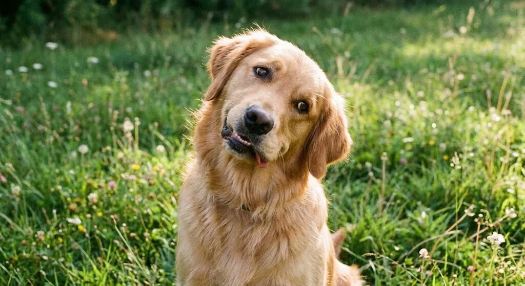 首を傾げている犬