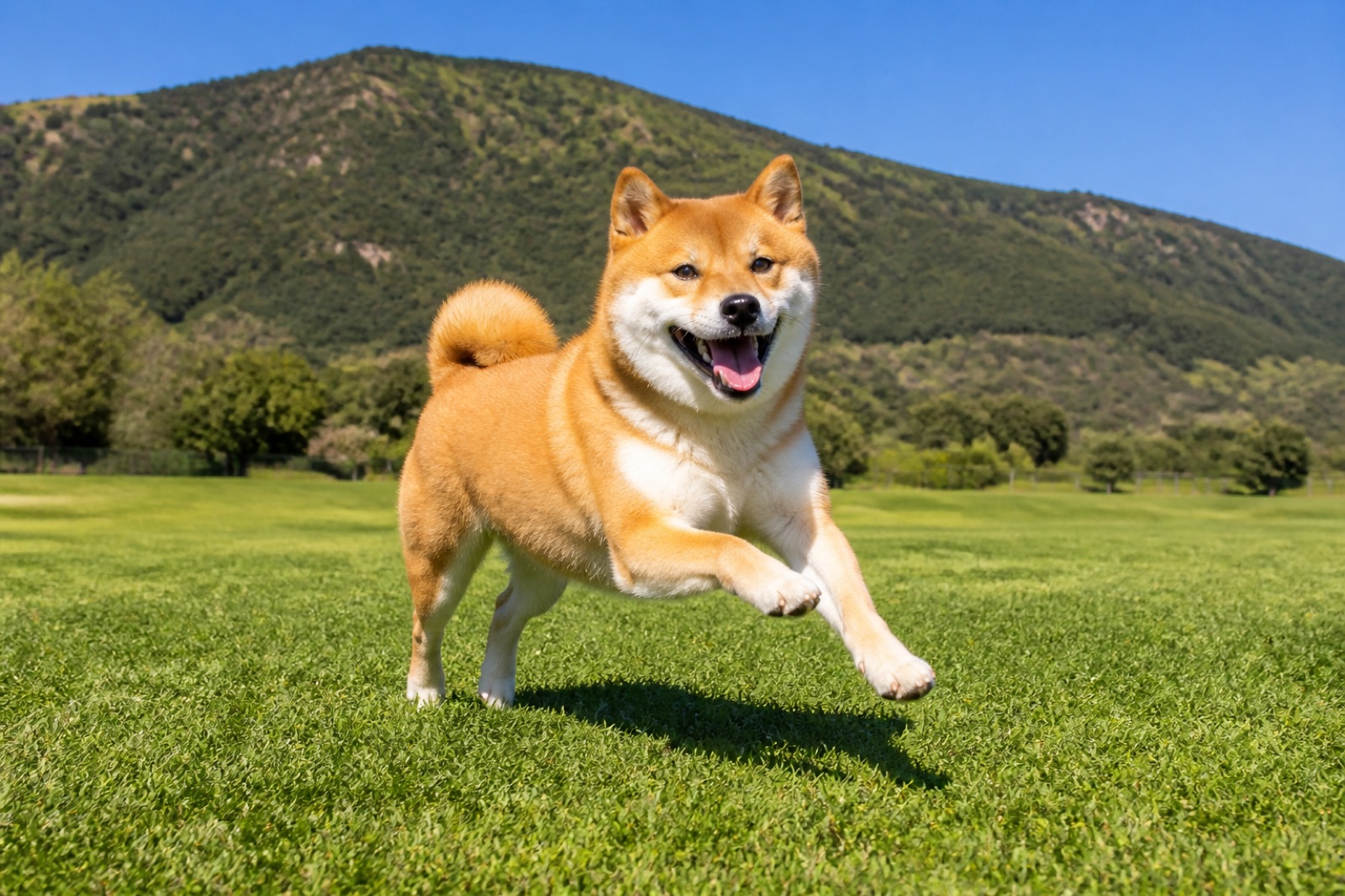 ドッグランの緑豊かな芝生の上を元気に走る柴犬の様子