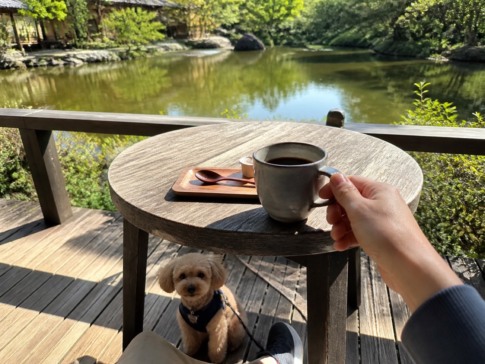 カフェのテラス席で静かに待つトイプードル