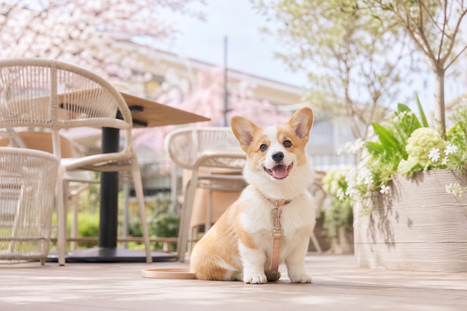 三井アウトレットパーク入間は犬連れOK？同伴ルールとテラスランチ店