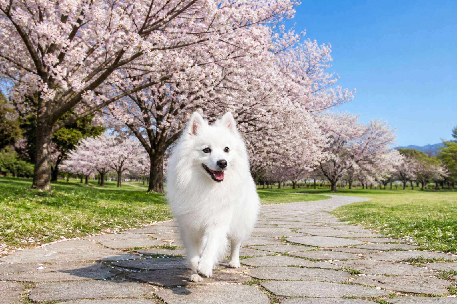昭和記念公園は犬連れOK？同伴ルールとおすすめルート