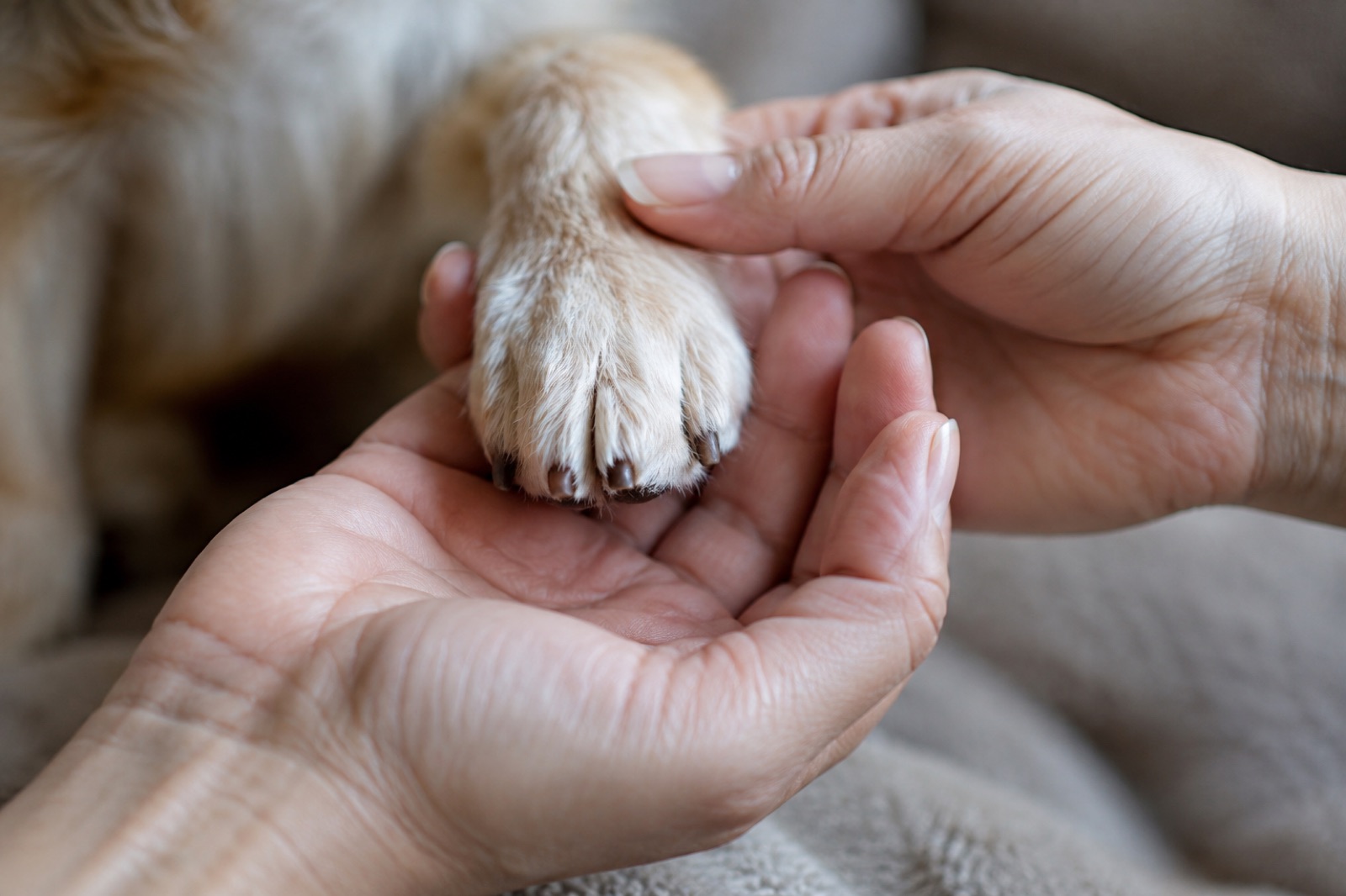 犬の足を優しく持つ飼い主の手元