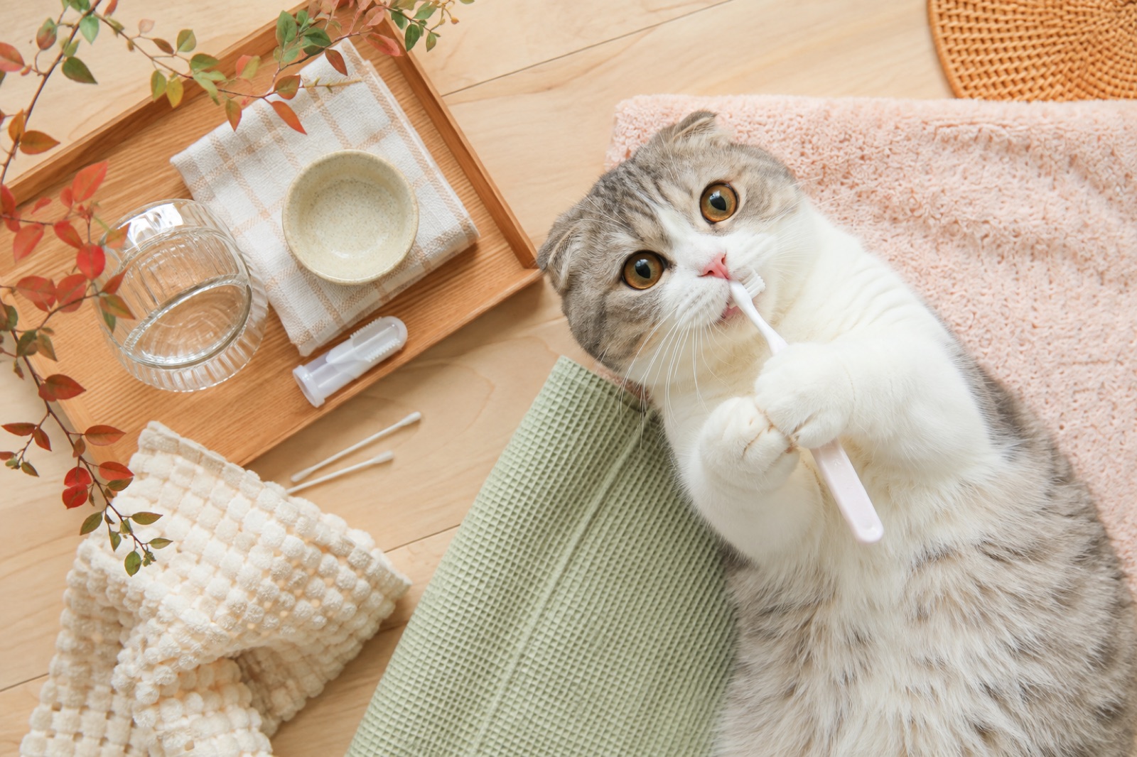 猫の口臭はどう防ぐ？歯周病リスクを下げる正しい歯磨き法