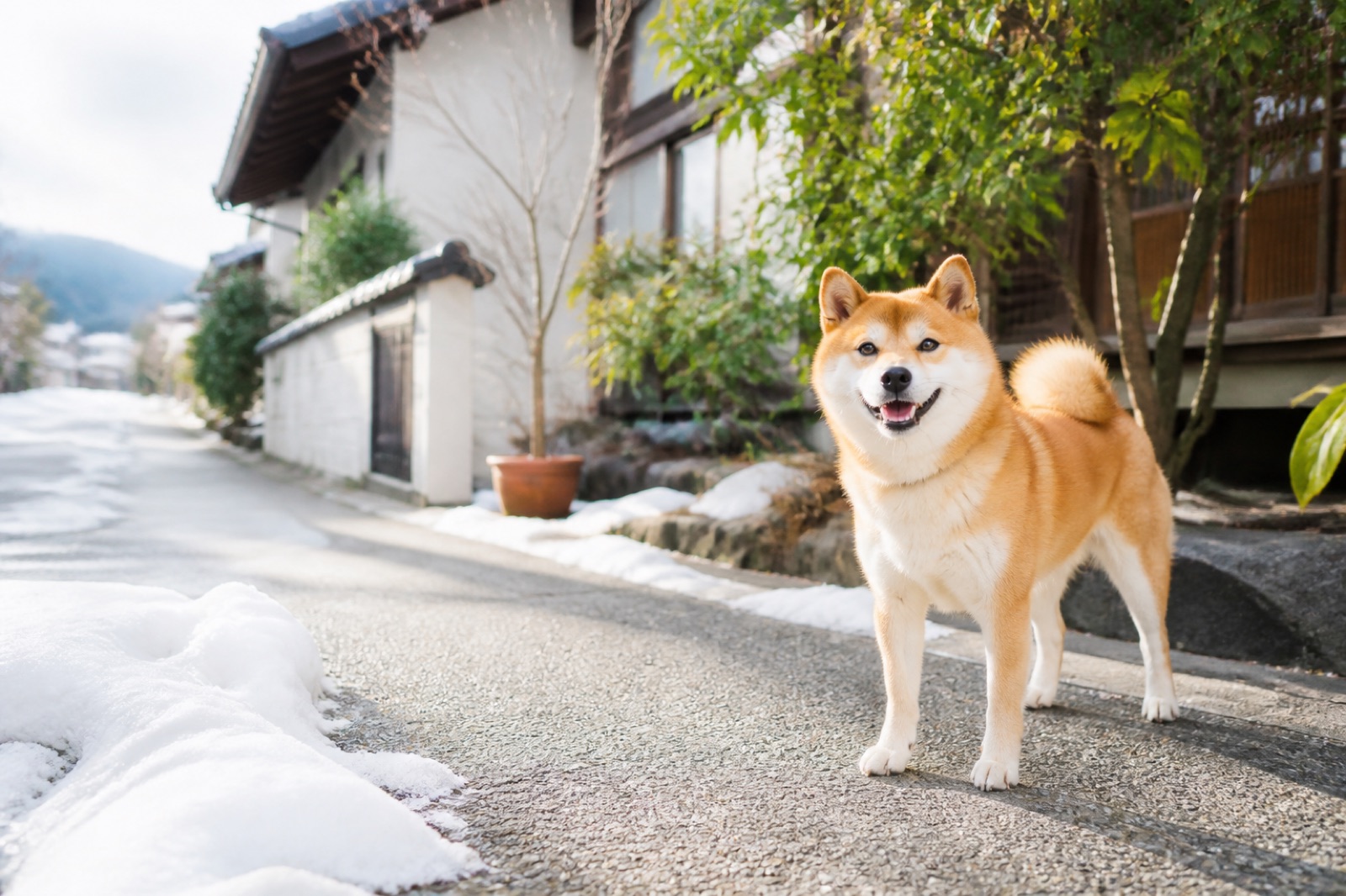 さがみ湖MORI MORIは犬連れOK？同伴ルールと乗り物