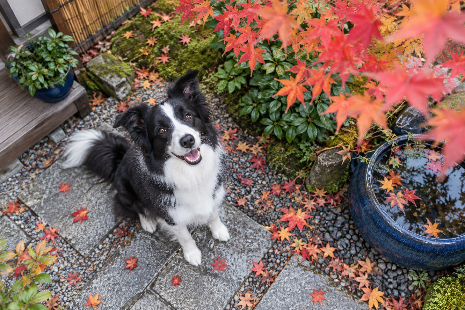 あみアウトレットは犬連れOK？同伴ルールとおすすめランチ