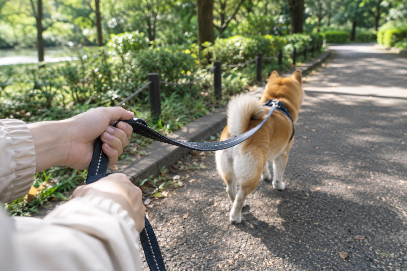 公園の舗装路で犬のリードをしっかり握る手元