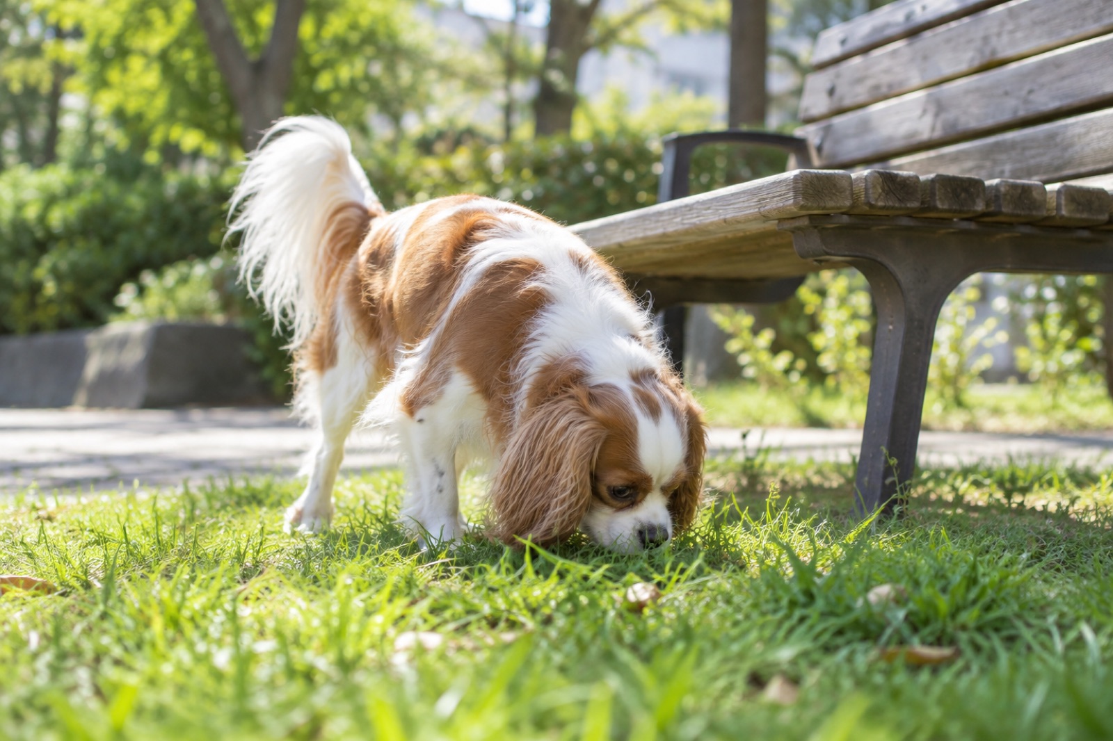 公園の芝生に鼻を近づけてニオイを嗅ぐ小さな犬